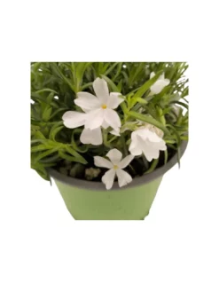 PHLOX SUBULATA "WHITE DELIGTH" "flox" Diametro Vaso 12 CM -Vendite Forniture Da Giardino phlox subulata white deligth vaso diametro 12 cm 3