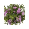 PHLOX SUBULATA "ZWERGENTEPPICH" Diametro Vaso 12 Cm