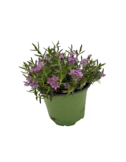PHLOX SUBULATA "ZWERGENTEPPICH" Diametro Vaso 12 Cm -Vendite Forniture Da Giardino phlox subulata zwergenteppich vaso diametro 12 2
