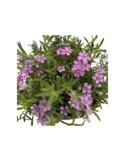 PHLOX SUBULATA "ZWERGENTEPPICH" Diametro Vaso 12 Cm