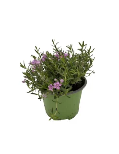 PHLOX SUBULATA "ZWERGENTEPPICH" Diametro Vaso 12 Cm -Vendite Forniture Da Giardino phlox subulata zwergenteppich vaso diametro 12 3