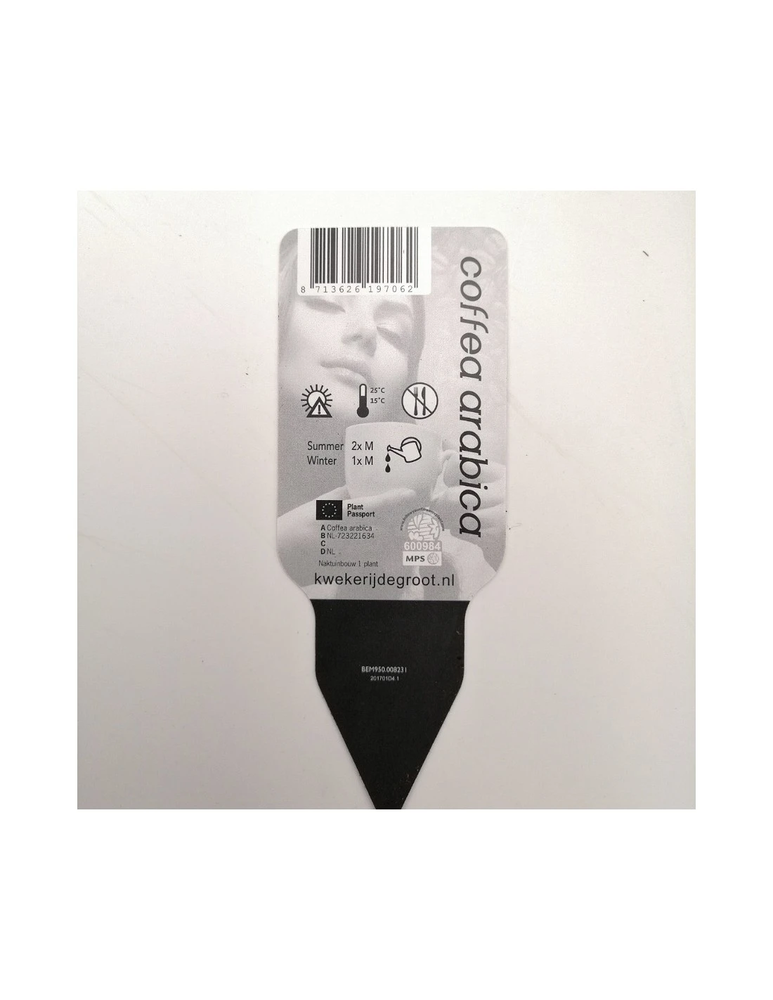 PIANTA DEL CAFFE VASO IN CERAMIVA Dimensione Vaso 25 Cm 2 PIANTA DEL CAFFE VASO IN CERAMIVA Dimensione Vaso 25 Cm - immagine 2