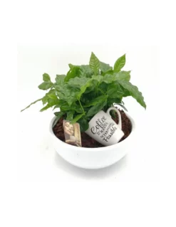 PIANTA DEL CAFFE VASO IN CERAMIVA Dimensione Vaso 25 Cm