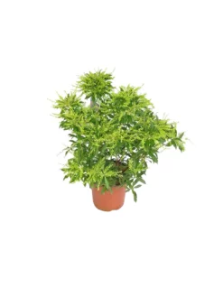 PIERIS JAPONICA Diametro Vaso 19 Cm