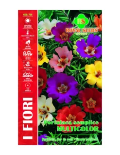 PORTULACA SEMPLICE MULTICOLOR MAXI