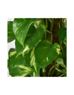 Pothos (EPIPREMNUM MOSSTOK) Diametro Vaso 24 Cm -Vendite Forniture Da Giardino pothos epipremnum mosstok diametro vaso 24 cm 2