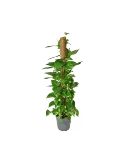 Pothos (EPIPREMNUM MOSSTOK) Diametro Vaso 24 Cm