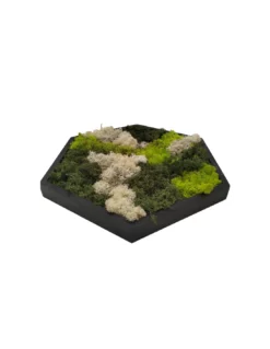 QUADRO ESAGONALE IN MUSCHIO STABILIZZATO -Vendite Forniture Da Giardino quadro esagonale in muschio stabilizzato 1