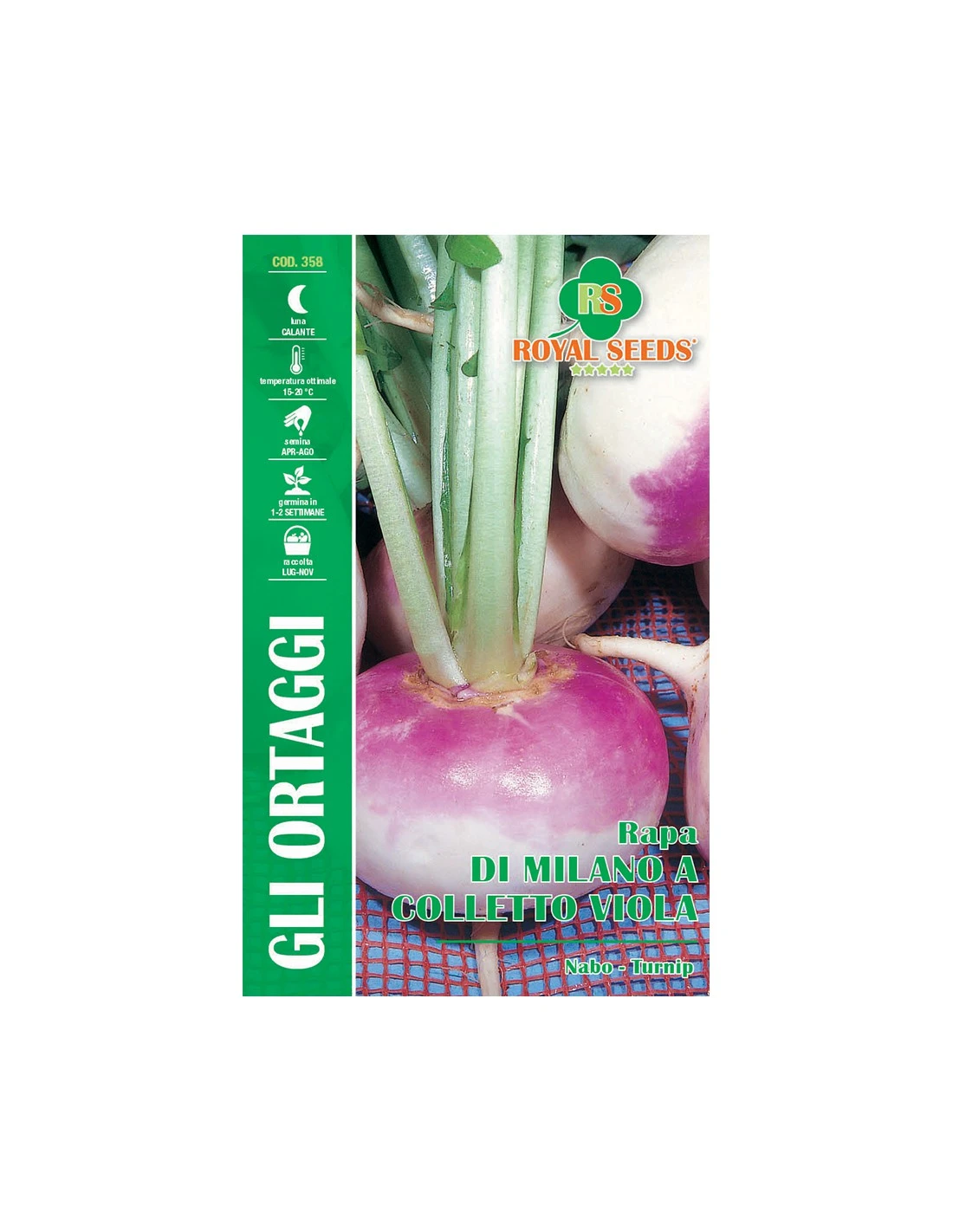 RAPA DI MILANO A COLLETTO VIOLA MAXI 1 RAPA DI MILANO A COLLETTO VIOLA MAXI