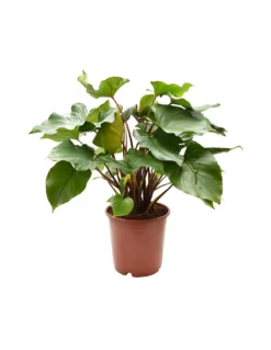 Regina Di Cuori 'HOMALOMENA MAGGY' Diametro Vaso 24 Cm