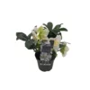 Rosa Di Natale "HELLEBORUS NIGER CHRISTMAS CAROL" Diametro Vaso Cm 9