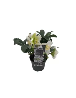 Rosa Di Natale "HELLEBORUS NIGER CHRISTMAS CAROL" Diametro Vaso Cm 9