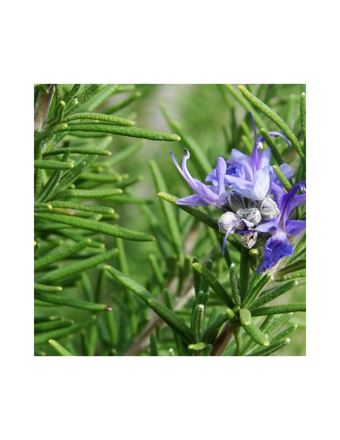 ROSMARINO AD ALBERELLO Diametro Vaso 19 Cm 1 ROSMARINO AD ALBERELLO Diametro Vaso 19 Cm