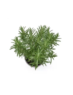 ROSMARINO Diametro Vaso 14 Cm -Vendite Forniture Da Giardino rosmarino diametro vaso 14 cm 2