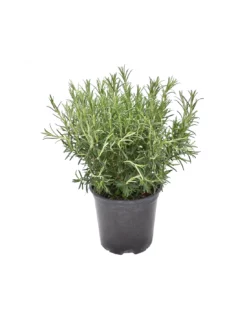 ROSMARINO Diametro Vaso 19 Cm