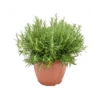 ROSMARINO Diametro Vaso 25 Cm
