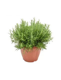 ROSMARINO Diametro Vaso 25 Cm