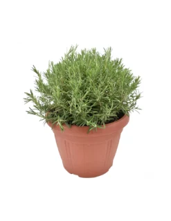 ROSMARINO Diametro Vaso 30 Cm