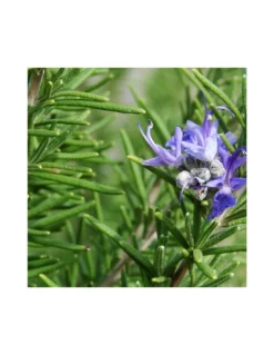 ROSMARINO Diametro Vaso 9 Cm