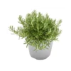 ROSMARINO SERPILLO Diametro Vaso 14 Cm