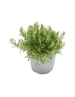 ROSMARINO SERPILLO Diametro Vaso 14 Cm