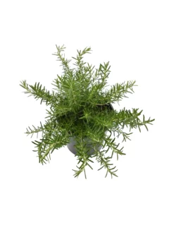 ROSMARINO SERPILLO Diametro Vaso 18 Cm -Vendite Forniture Da Giardino rosmarino serpillo diametro vaso 18 cm 2