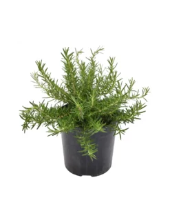 ROSMARINO SERPILLO Diametro Vaso 18 Cm