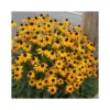 RUDBECKIA FULGIDA "GOLDSTURM" Diametro Vaso 12 Cm