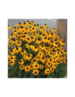 RUDBECKIA FULGIDA "GOLDSTURM" Diametro Vaso 12 Cm