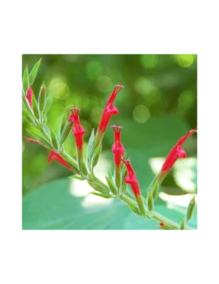 SALVIA ANANAS Diametro Vaso 14 Cm -Vendite Forniture Da Giardino salvia ananas diametro vaso 14 cm 1