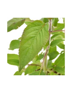 SALVIA ANANAS Diametro Vaso 14 Cm -Vendite Forniture Da Giardino salvia ananas diametro vaso 14 cm 2