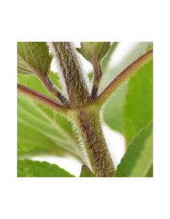 SALVIA ANANAS Diametro Vaso 14 Cm -Vendite Forniture Da Giardino salvia ananas diametro vaso 14 cm 3