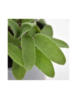 SALVIA Diametro Vaso 14 Cm -Vendite Forniture Da Giardino salvia diametro vaso 14 cm 1