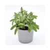 SALVIA Diametro Vaso 14 Cm