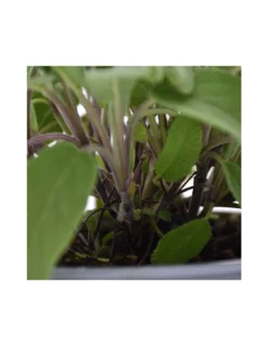 SALVIA Diametro Vaso 14 Cm -Vendite Forniture Da Giardino salvia diametro vaso 14 cm 2