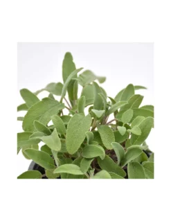 SALVIA Diametro Vaso 14 Cm -Vendite Forniture Da Giardino salvia diametro vaso 14 cm 3