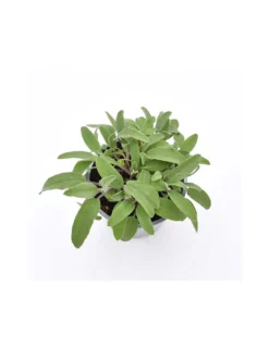 SALVIA Diametro Vaso 14 Cm -Vendite Forniture Da Giardino salvia diametro vaso 14 cm 4