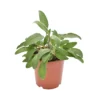SALVIA Diametro Vaso 19 Cm