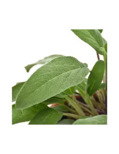 SALVIA Diametro Vaso 19 Cm -Vendite Forniture Da Giardino salvia diametro vaso 19 cm 2