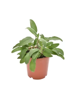 SALVIA Diametro Vaso 19 Cm