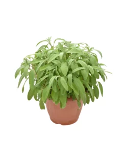 SALVIA Diametro Vaso 25 Cm
