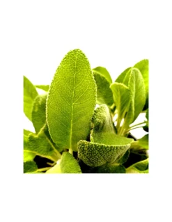 SALVIA MAXIMA Diametro Vaso 14 Cm 5 SALVIA MAXIMA Diametro Vaso 14 Cm -Vendite Forniture Da Giardino salvia maxima diametro vaso 14 cm 2