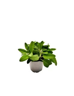 SALVIA MAXIMA Diametro Vaso 14 Cm