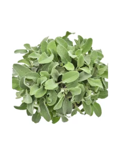 SALVIA MAXIMA Diametro Vaso 19 Cm -Vendite Forniture Da Giardino salvia maxima diametro vaso 19 cm 2