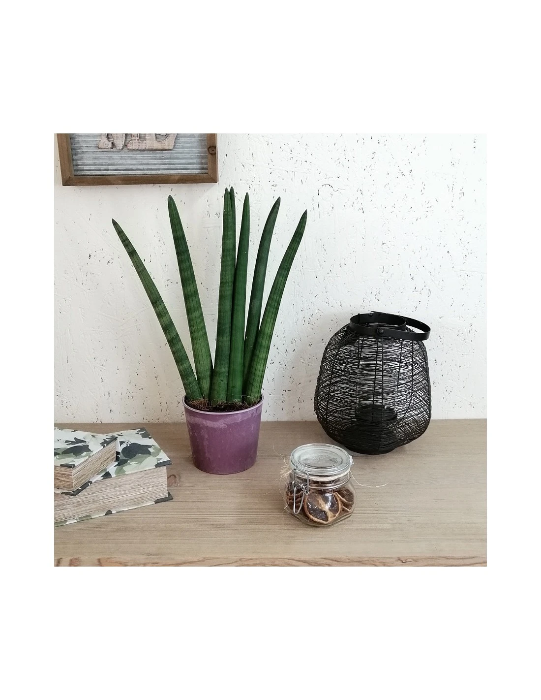 SANSEVIERIA CLINDRICA FAN Dimensione Vaso 14 Cm 2 SANSEVIERIA CLINDRICA FAN Dimensione Vaso 14 Cm - immagine 2