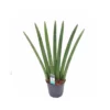 SANSEVIERIA CLINDRICA FAN Dimensione Vaso 14 Cm