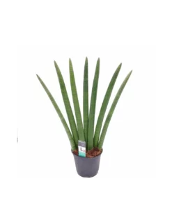 SANSEVIERIA CLINDRICA FAN Dimensione Vaso 14 Cm