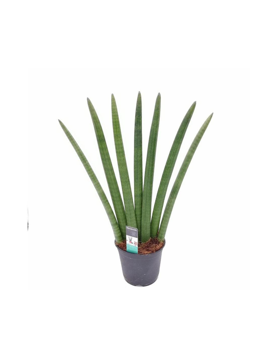 SANSEVIERIA CLINDRICA FAN Dimensione Vaso 14 Cm 1 SANSEVIERIA CLINDRICA FAN Dimensione Vaso 14 Cm