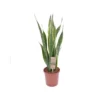 SANSEVIERIA TRIF. 'LAURENTII' Dimensione Vaso 17 Cm