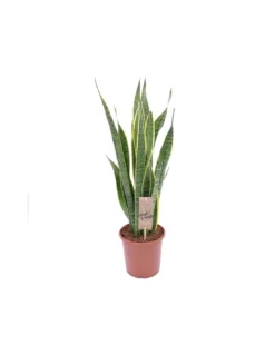 SANSEVIERIA TRIF. 'LAURENTII' Dimensione Vaso 17 Cm